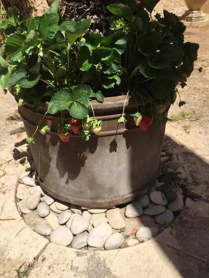 Bed and Breakfast Casale Rocca Fiorita Acate Exterior foto
